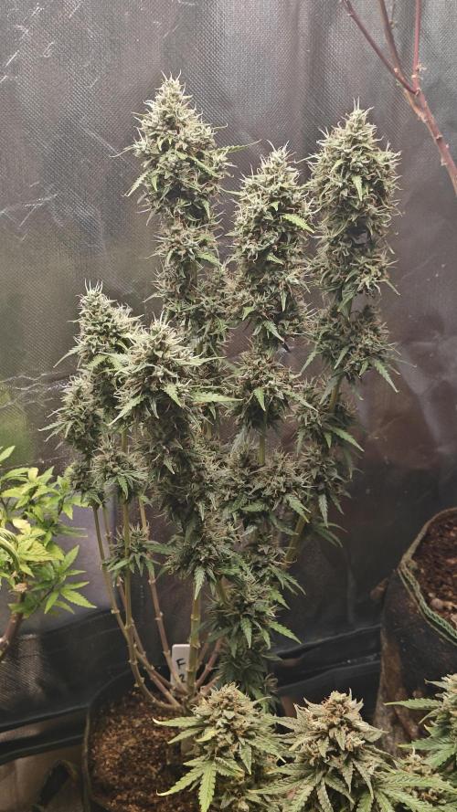 2Freaky2Stuff. Week 12 - W12