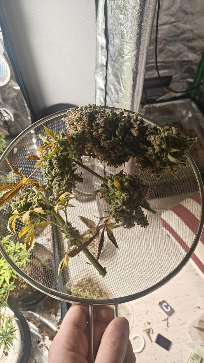 The new generation. Week 21