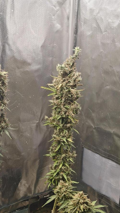 Freaky stuff. Week 16