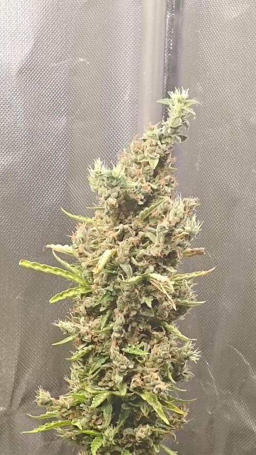 Freaky stuff. Week 16