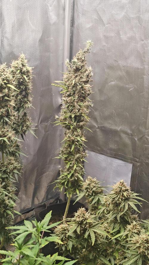 Freaky stuff. Week 16