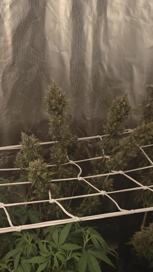 2Freaky2Stuff. Week 13 - F2