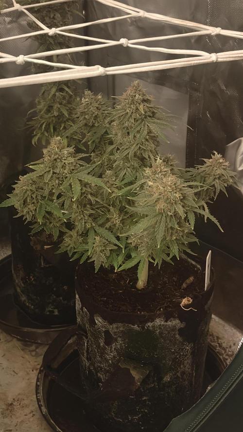 2Freaky2Stuff. Week 13 - F1