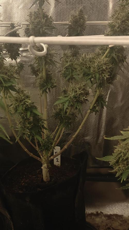 2Freaky2Stuff. Week 13 - F2