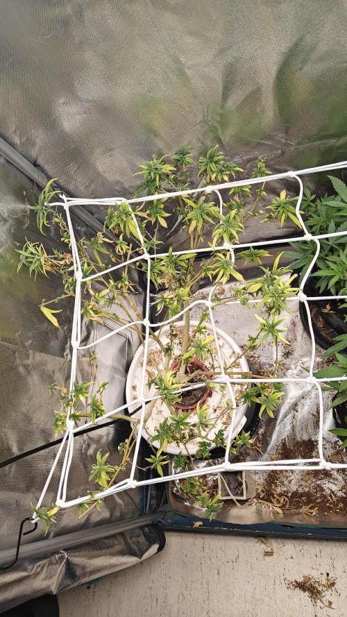 Tabletop buddha. Week 17