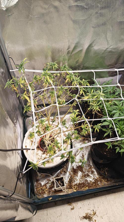 Tabletop buddha. Week 17