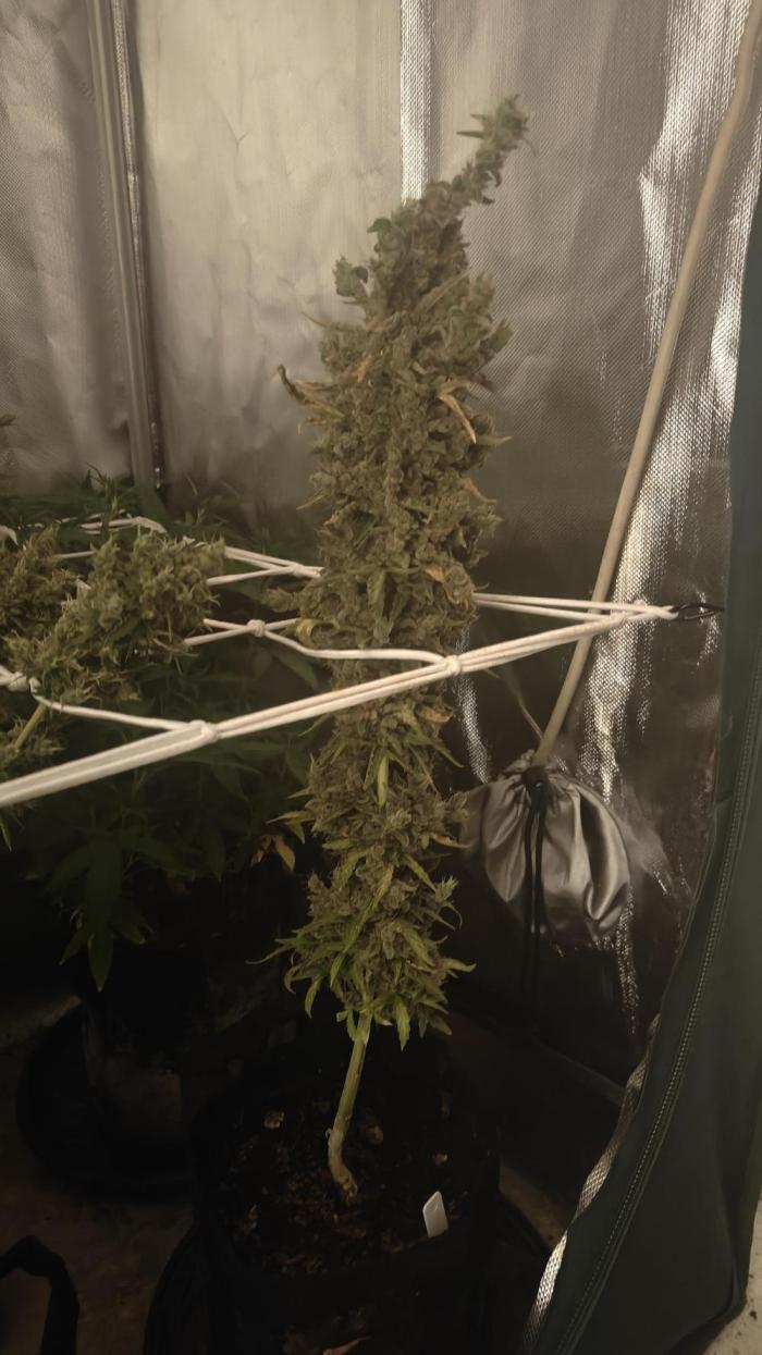 Freaky stuff. Week 17 - W17D4