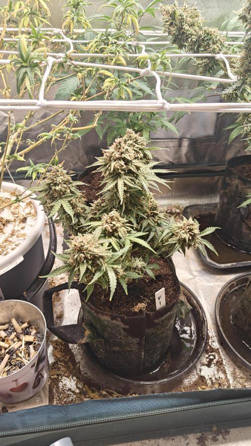 2Freaky2Stuff. Week 14