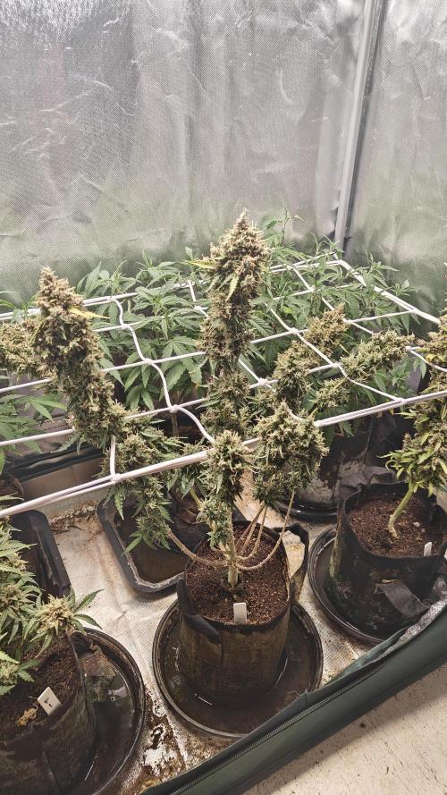 2Freaky2Stuff. Week 14