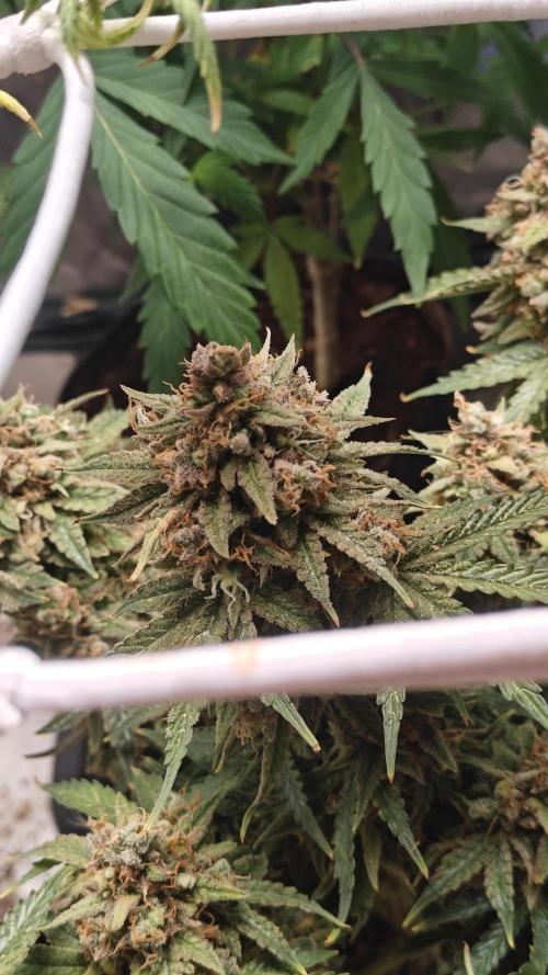 2Freaky2Stuff. Week 15 - F1 