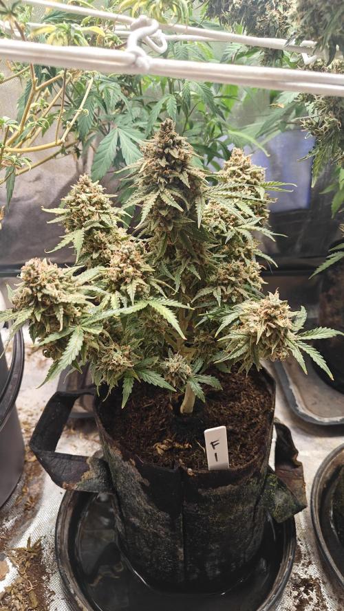 2Freaky2Stuff. Week 15 - F1 