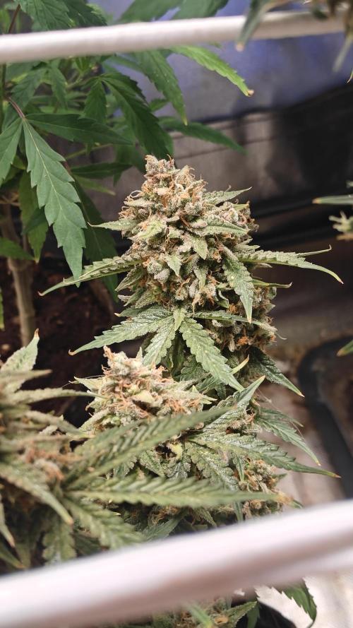 2Freaky2Stuff. Week 15 - F1 