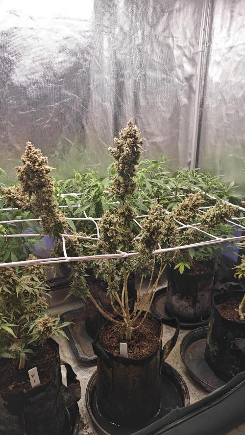 2Freaky2Stuff. Week 15 - F2