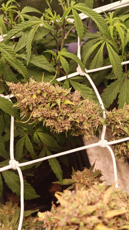 2Freaky2Stuff. Week 15 - F2