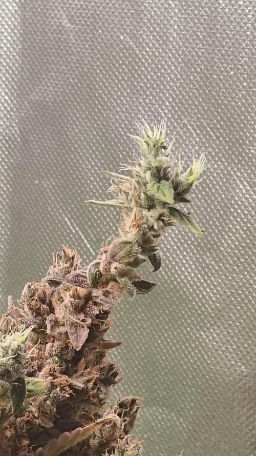 Freaky stuff. Week 18