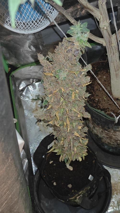 Freaky stuff. Week 19 - FW15 allmost ready!