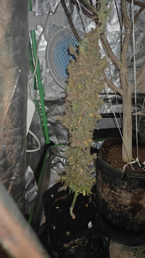 Freaky stuff. Week 19 - FW15 allmost ready! 