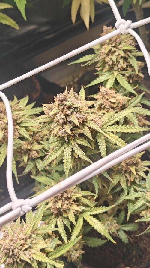 2Freaky2Stuff. Week 17 - f1