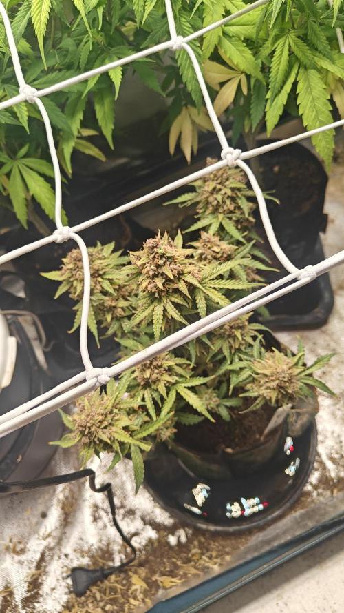 2Freaky2Stuff. Week 17 - f1