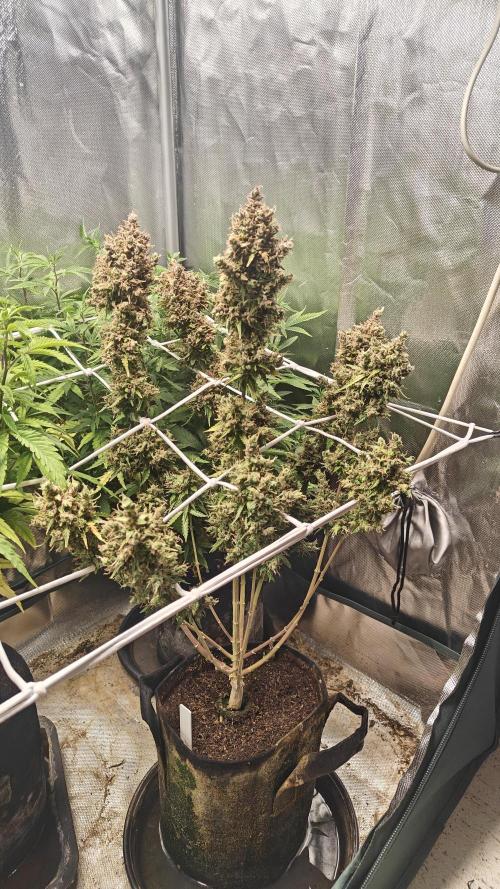 2Freaky2Stuff. Week 17 - f2