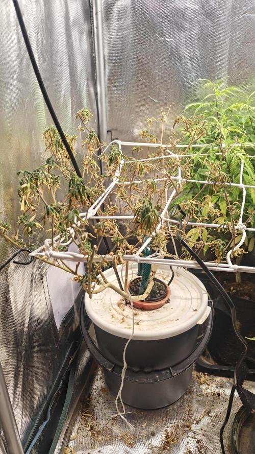 Tabletop buddha. Week 18 - :( 