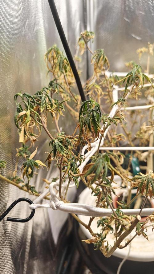 Tabletop buddha. Week 18 - what was looked really healthy last week has now withered to sad dead leaves. 