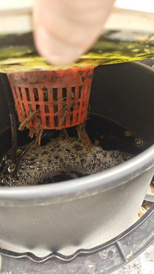 Tabletop buddha. Week 18 - no signs of life at the rolts