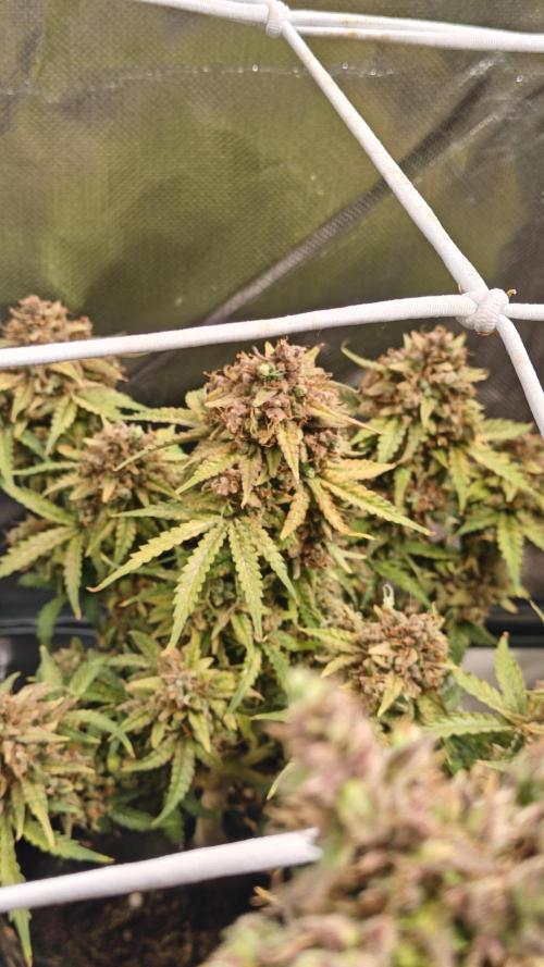 2Freaky2Stuff. Week 18