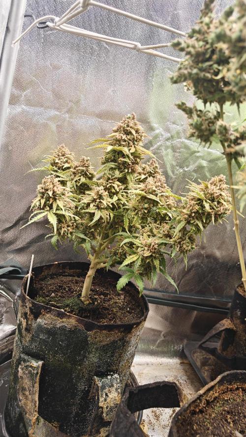 2Freaky2Stuff. Week 18