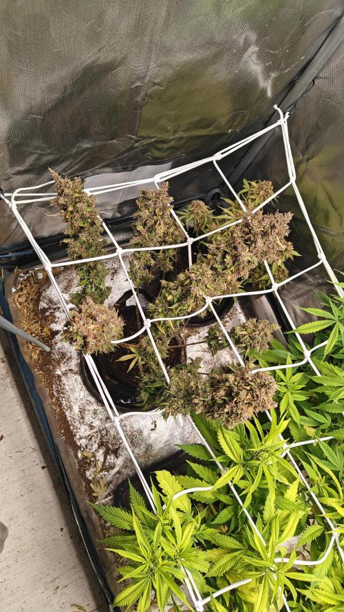 2Freaky2Stuff. Week 18