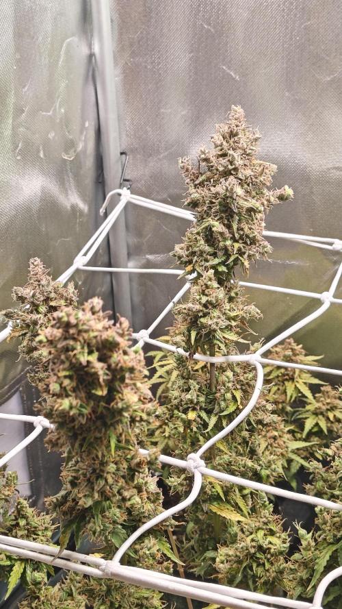 2Freaky2Stuff. Week 18