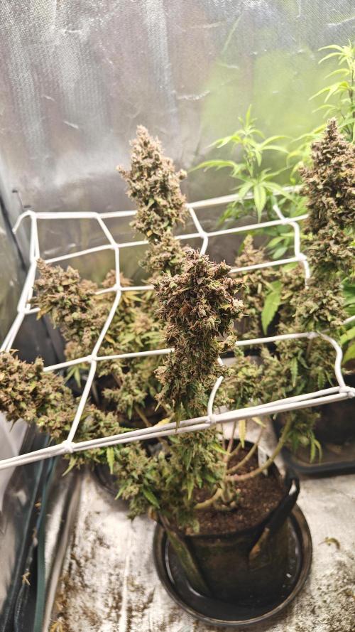 2Freaky2Stuff. Week 18