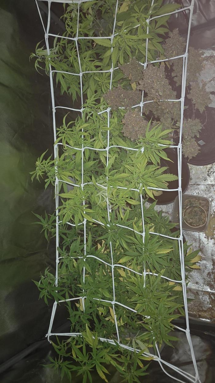 Bagseed bushes. Week 16 - 1.st layer of netting almost set