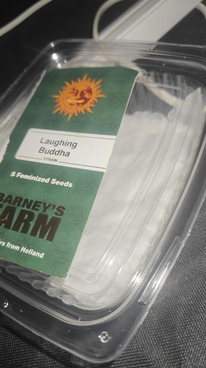 Laughing Buddha #2. Week 0 - Seeds dropped 