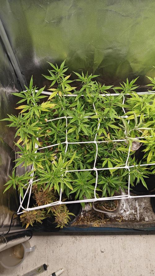 Bagseed bushes. Week 17 - PPP