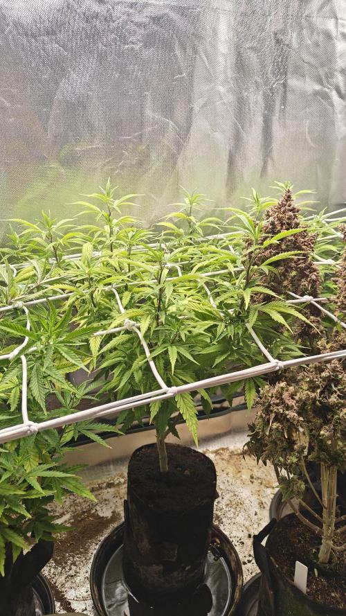 Bagseed bushes. Week 17 - UG clone #1