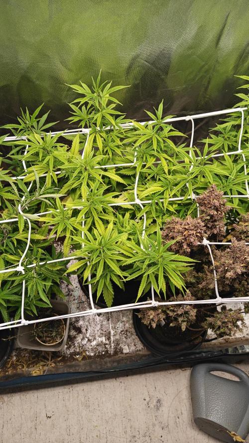 Bagseed bushes. Week 17 - Ug clone #1