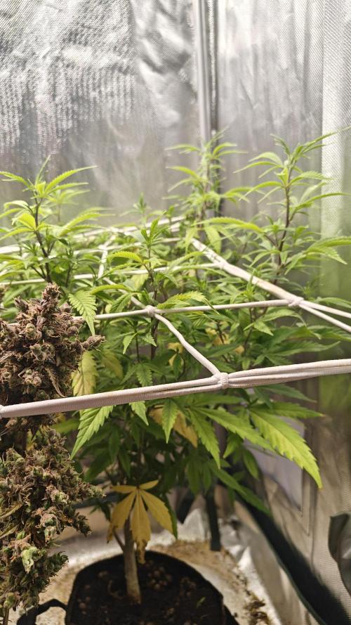 Bagseed bushes. Week 17 - Ug clone #2