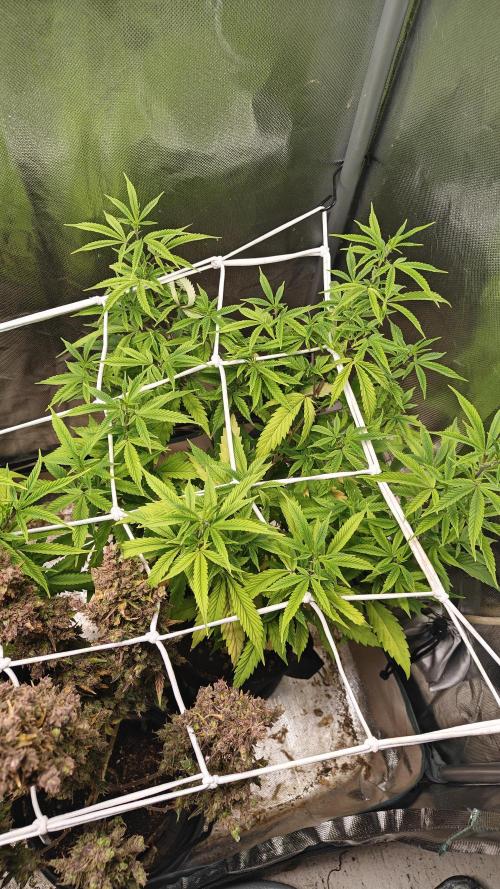 Bagseed bushes. Week 17 - Ug clone #2