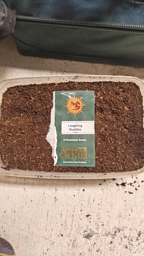 Laughing Buddha #2. Week 1 - W1D0 