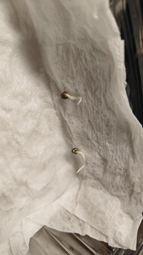 Laughing Buddha #2. Week 1 - W1D0
4 days after dropping.