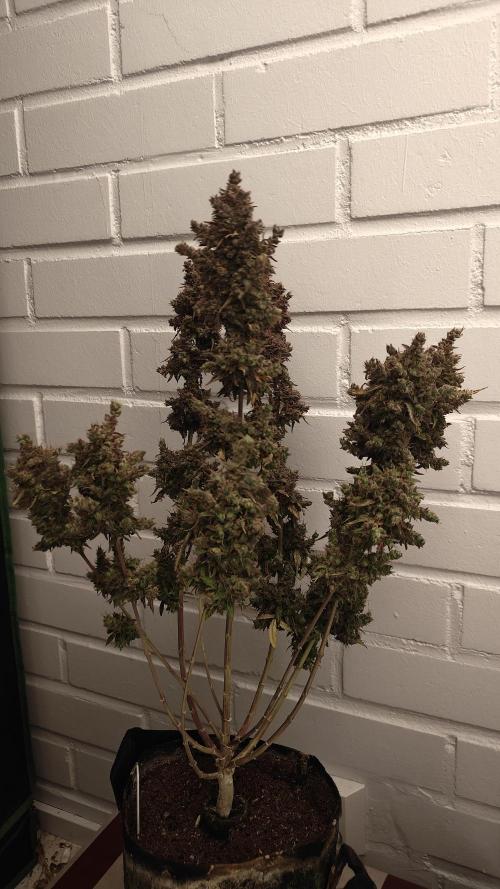 2Freaky2Stuff. Week 19 - F2 