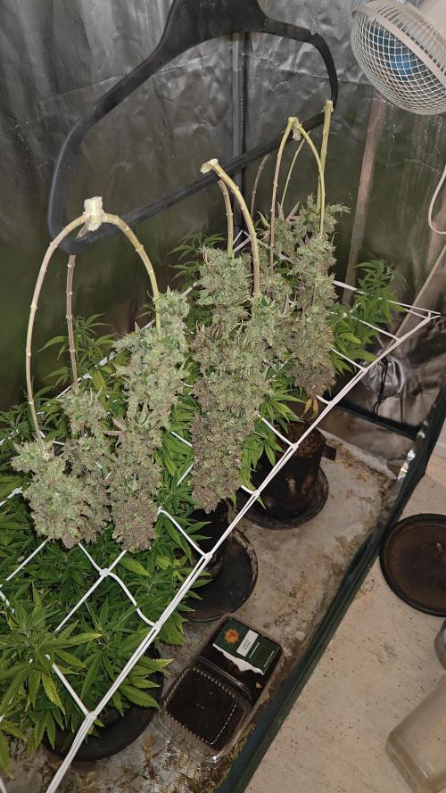 2Freaky2Stuff. Week 19 - f2 lower 