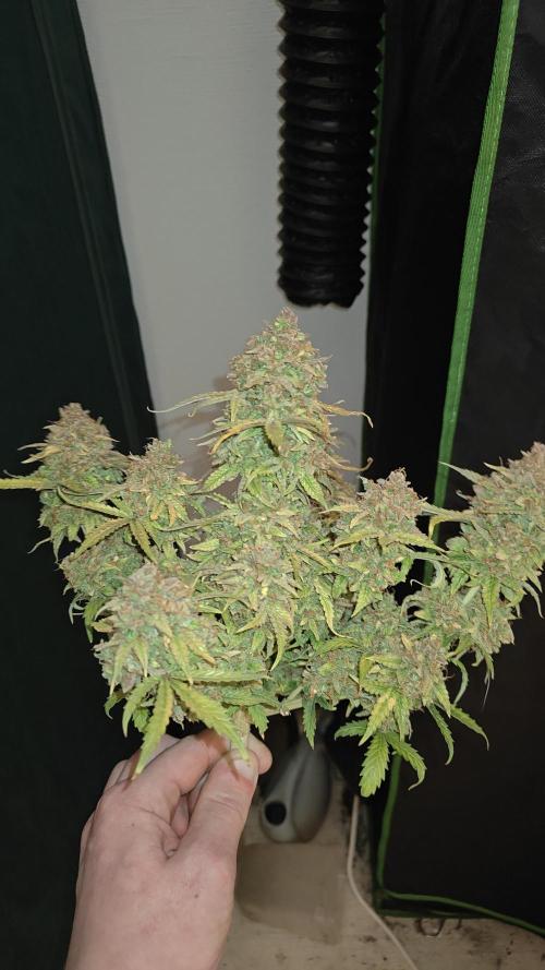 2Freaky2Stuff. Week 19 - F1