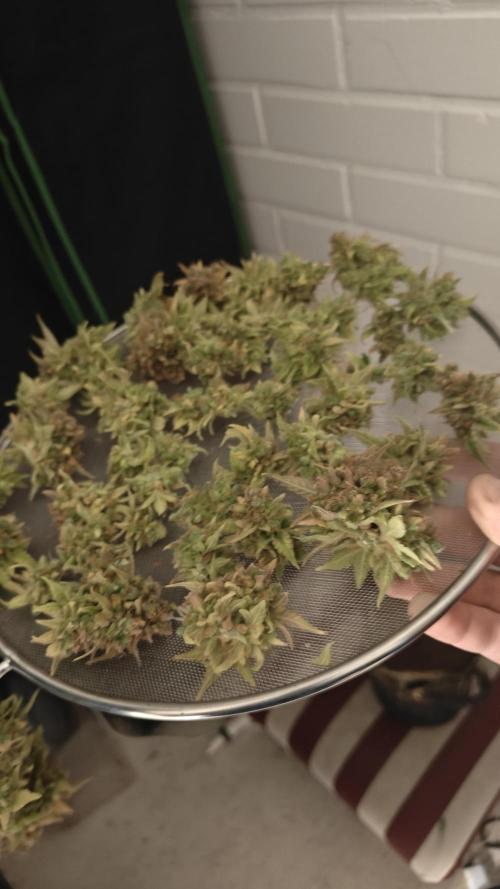 2Freaky2Stuff. Week 19 - F1 rest trimmed to buds