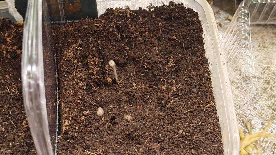 Laughing Buddha #2. Week 1 - W1D2