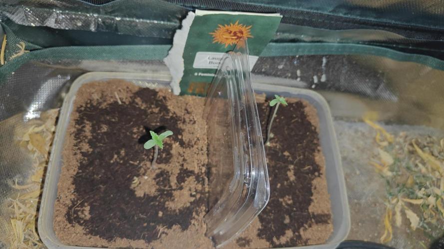 Laughing Buddha #2. Week 1 - W1D4