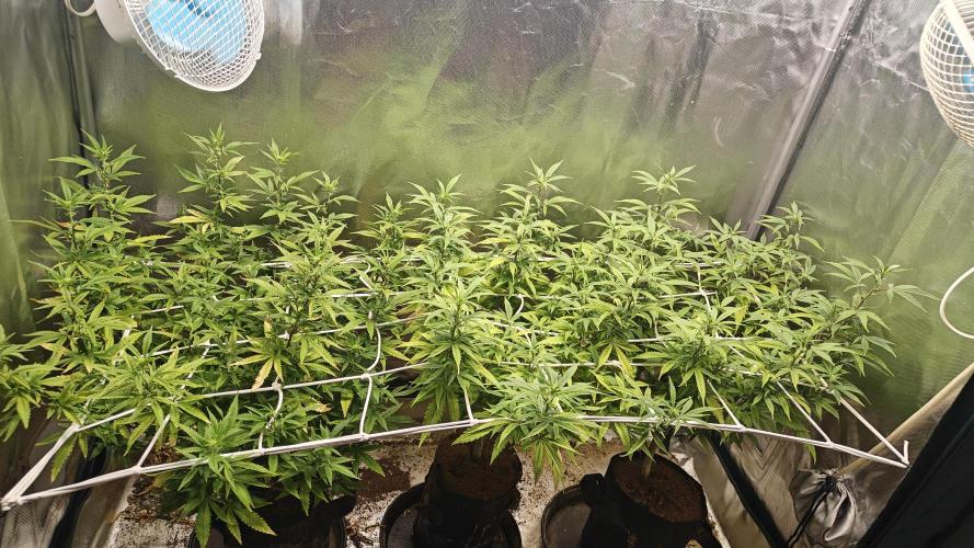 Bagseed bushes. Week 18 - tent is filling up 