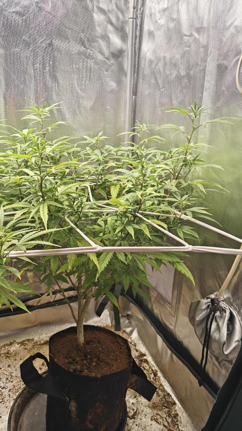 Bagseed bushes. Week 18 - UGJr 1