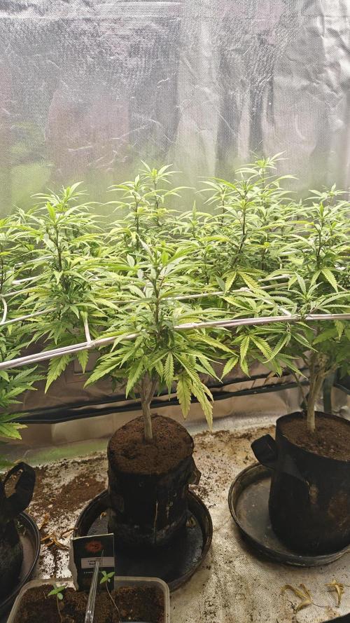 Bagseed bushes. Week 18 - UGJr2